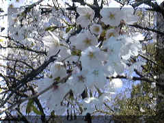MiscSakura.jpg (67486 bytes)